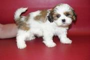 MALE SHIH TZU PUPPIES NOW READY FOR MSALE 