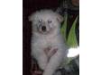 White Alsation Puppies Beautiful,  Fully KC Registered.....