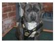 blue staffordshire bull terrier for sale. his name is....