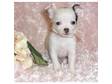 Cute Best X-mas Gift chihuahua puppies for re-homing