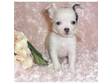 Cute Best X-mas Gift chihuahua puppies for re-homing. KC....