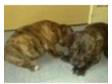 staffordshire bull terrier puppies for sale. 3 pups left....