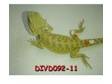 Bearded Dragon Sale Now On! Beardies from just £12.50....