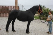 Beautiful Frisian Horses For Adoption
